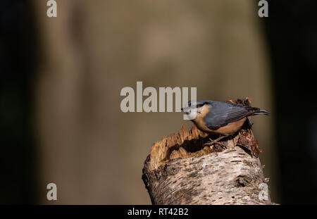 Eurasian Nuthatsh su un trunk Foto Stock