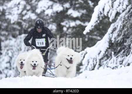 I concorrenti prendere parte al Siberian Husky Club di Gran Bretagna 36th Aviemore Sled Dog Rally 2019, in pesante nevicata come la Scozia è colpito da un'altra ondata di neve, ghiaccio e temperature sotto zero. Dotato di: atmosfera dove: Glenmore, Regno Unito quando: 27 Gen 2019 Credit: Euan ciliegio/WENN Foto Stock