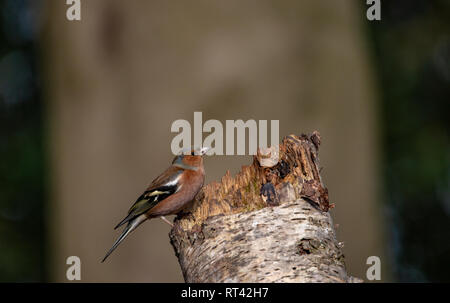 Eurasian Nuthatsh su un trunk Foto Stock