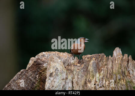 Eurasian Nuthatsh su un trunk Foto Stock