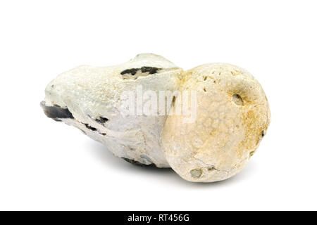 Fossile di un riccio di mare in pietra focaia rock. isolato su bianco. trovato a Chalk roccia sulla isola di ruegen in Germania. Foto Stock