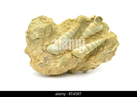 Fossile di un Turritella terebralis lumaca sulla pietra calcarea ha trovato in Francia Foto Stock