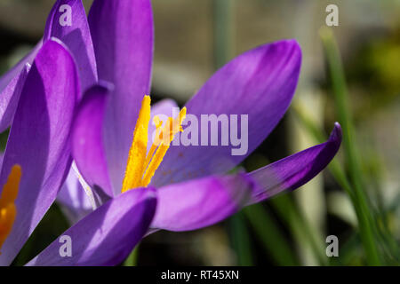 Macro di polline-laden orange stame di un fiore Crocus con Deep Purple petali Foto Stock