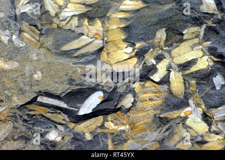 Fossile di foglie di felce in ardesia rock. frame completo dello sfondo. Foto Stock