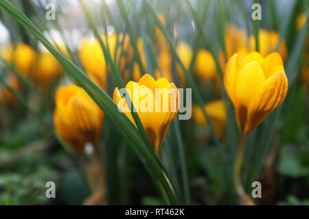 Profilo basso di giallo fiore Crocus Nello shallow focus tra il fogliame e altri fiori Foto Stock