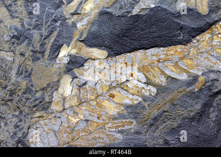 Fossile di foglie di felce in ardesia rock. frame completo dello sfondo. Foto Stock