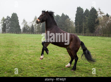 Marrone a cavallo al di fuori del campo durante le ore diurne Foto Stock