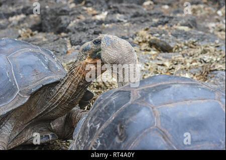 Close-up di due tartarughe (Chelonoidis niger) che guardano come sono in procinto di bacio. Isole Galapagos, Ecuador Foto Stock
