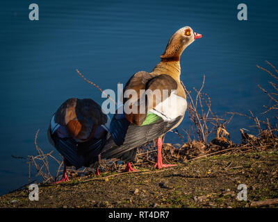 L'oca egiziana è un membro dell'anatra, oca, e Swan famiglia anatidi. È nativo dell Africa a sud del Sahara e della Valle del Nilo. Esso è stato in Foto Stock