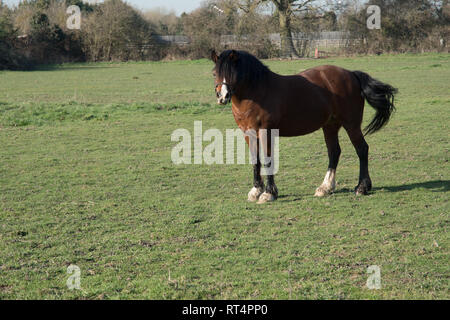 Cavallo marrone in piedi in campo Foto Stock