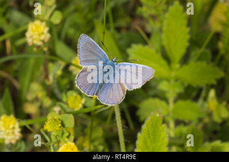 Un comune Blue Butterfly (Polyommatus icarus) della famiglia Lycaenidae. Foto Stock