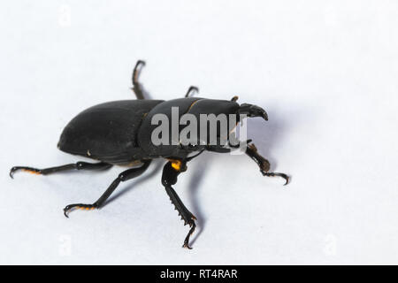 Una minore Stag Beetle (Dorcus parallelipipedus) su uno sfondo bianco. Foto Stock