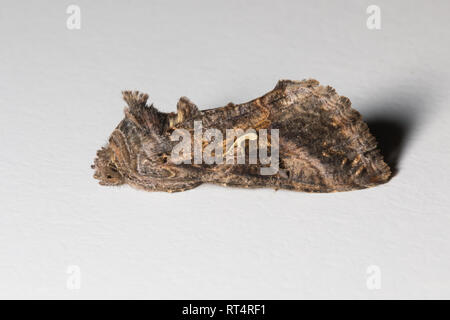 Un argento Y Tarma (Autographa gamma) in appoggio su uno sfondo bianco. Foto Stock