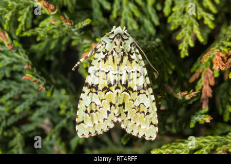 Un Merveille du Jour tarma (Griposia aprilina) poggiano su conifera albero. Foto Stock