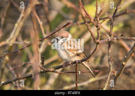 Eurasian tree sparrow (Passer montanus) appollaiato su un ramo Foto Stock