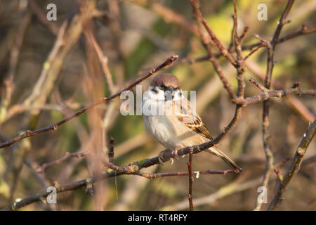 Eurasian tree sparrow (Passer montanus) appollaiato su un ramo Foto Stock