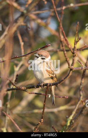 Eurasian tree sparrow (Passer montanus) appollaiato su un ramo Foto Stock