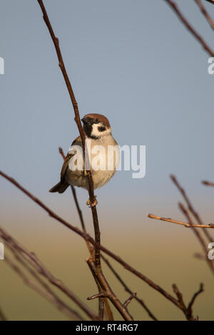 Eurasian tree sparrow (Passer montanus) appollaiato su un ramo Foto Stock