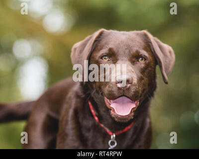 Felice guardando il cioccolato labrador Foto Stock