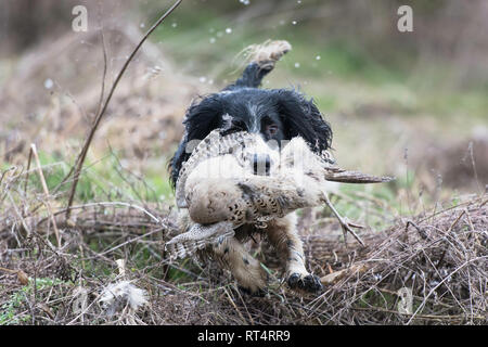 Una springer spaniel il recupero di un fagiano Foto Stock