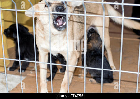 Alimentazione del cane cuccioli di latte città rifugio, animal shelter, cane di salvataggio, di volontariato Foto Stock