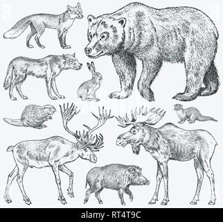 Set di animali selvatici. Bruno Orso grizzly Forest alci Volpe rossa Nord Boar Wolf Sable Badger grigio renne Lepre Lontra di fiume. Vintage mammifero monocromatica Illustrazione Vettoriale