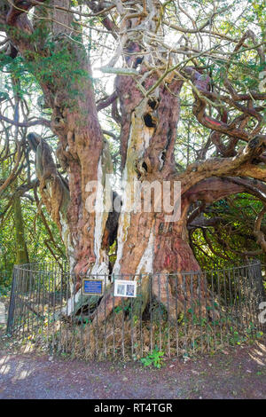 Antica storica Crowhurst Yew, credeva di essere almeno 1000 anni, eventualmente vecchia come 2000 anni, East Sussex, Regno Unito Foto Stock