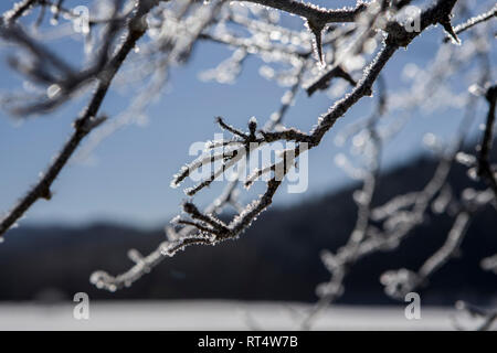 Un astratto foto di trasformata per forte gradiente di brina sui rami di alberi vicino Coeur d'Alene, Idaho. Foto Stock