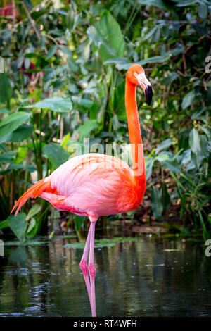 American Flamingo (Phoenicopterus Ruper) in stagno a Everglades Wonder giardino, Bonita Springs, in Florida, Stati Uniti d'America Foto Stock