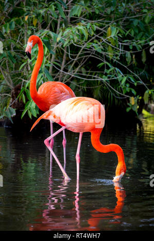 American Flamingo (Phoenicopterus Ruper) in stagno a Everglades Wonder giardino, Bonita Springs, in Florida, Stati Uniti d'America Foto Stock