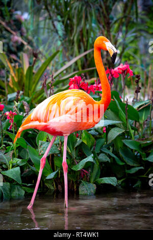 American Flamingo (Phoenicopterus Ruper) in stagno a Everglades Wonder giardino, Bonita Springs, in Florida, Stati Uniti d'America Foto Stock