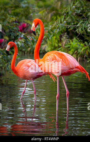 American Flamingo (Phoenicopterus Ruper) in stagno a Everglades Wonder giardino, Bonita Springs, in Florida, Stati Uniti d'America Foto Stock