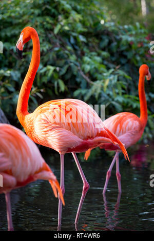 American Flamingo (Phoenicopterus Ruper) in stagno a Everglades Wonder giardino, Bonita Springs, in Florida, Stati Uniti d'America Foto Stock