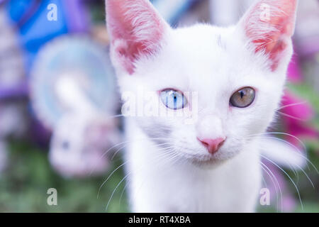 Ritratto di gattino bianco con occhi heterochromia Foto Stock