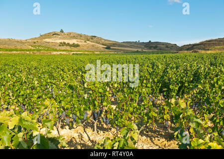 Paesaggio panoramico di una vigna campo in Logroño, nella regione spagnola di La Rioja, famoso per la sua produzione di vino. Spagna Foto Stock