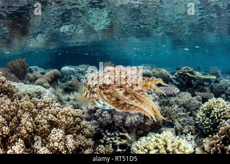 Un broadclub seppie si libra sopra un poco profondo la barriera corallina in Raja Ampat, Indonesia. Foto Stock