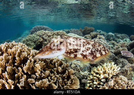 Un broadclub seppie depone le uova in un poco profondo Coral reef, Raja Ampat, Indonesia. Foto Stock