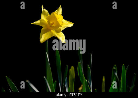 Giallo daffodill contro uno sfondo scuro al sole. Foto Stock