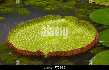 Giglio amazzonica in acqua a Belem, Para, Brasile. Victoria amazonica, Victoria regia Foto Stock