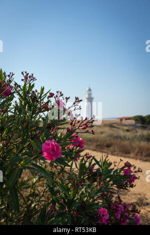 Splendida fioritura Nerium oleander fiori con un faro di Paphos in background Foto Stock