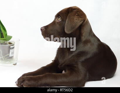 Leo il Labrador Foto Stock