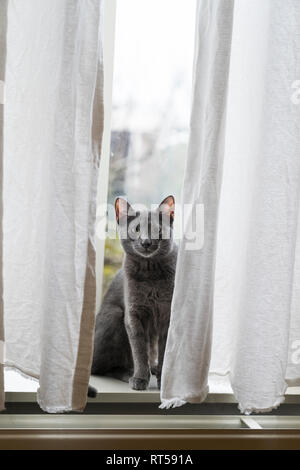 Close up carino divertente grigio blu russo cat guardando nella parte anteriore della finestra. Dietro le tende bianche Foto Stock