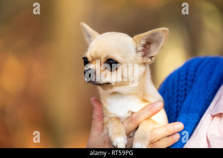 Un cane Chihuahua seduta sul suo braccio proprietari in una foresta di autunno sfondo Foto Stock