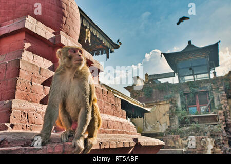 Scimmia a Swayambhunath Stupa, Kathmandu, Nepal. Foto Stock