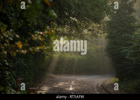 Paese vuoto lane con sun proveniente attraverso gli alberi al mattino presto su una giornata d'estate Foto Stock