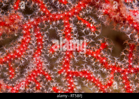 Polipi su gorgonia fan corallo. Papua occidentale, in Indonesia. Foto Stock