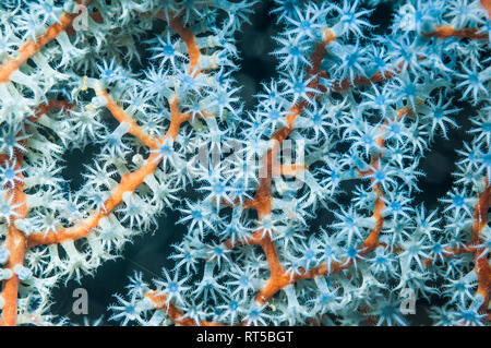 Polipi su gorgonia fan corallo. Papua occidentale, in Indonesia. Foto Stock