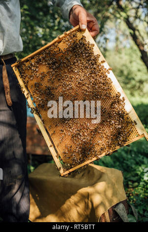 Russland, apicoltore frame di controllo con le api da miele Foto Stock