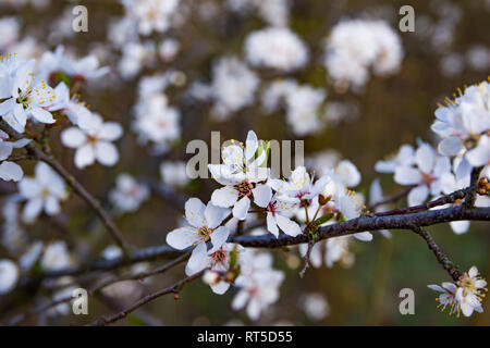 Molla, bianco dei fiori di ciliegio fioriti su uno sfondo sfocato della natura, un banner per il sito. Sfocato spazio per il testo. La Serbia, Carska Bara Foto Stock