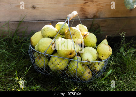 Raccolte le pere Williams in un cesto in filo Foto Stock